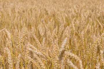 Gold wheat field. The idea of a rich harvest. Agriculture farm.