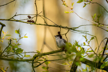 Versteckt zwischen jungem Grün sitzt eine Mönchsgrasmücke und stimmt ihr Lied an – ein zarter Gesang, der den Wald mit Leben füllt.