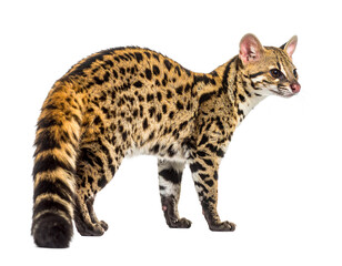 Common Genet Isolated on White