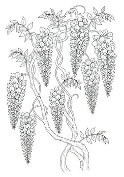 Wisteria Blossom Line Art: Elegant Floral Illustration