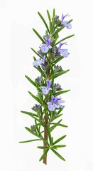 Fototapeta premium lavender flowers isolated on white background, A single sprig of rosemary with small purple flowers and green leaves on a black background is focused