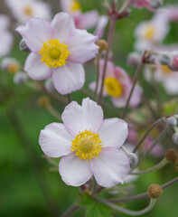 Beautiful close-up of anemone hupehensis