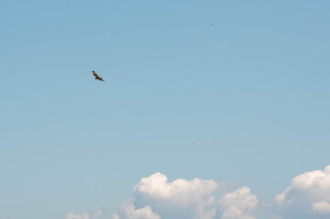 Rapace en vol sous un ciel bleu ponctué d’un nuage