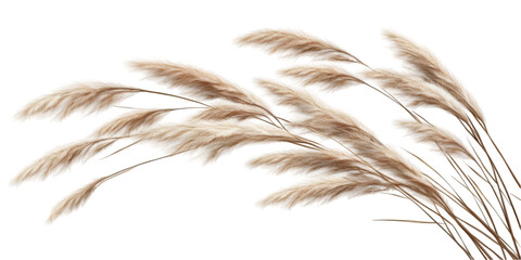 Dry Reed Plant Natural Botanical Element transparent background