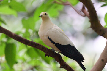 Obraz premium Pied Imperial Pigeon (Ducula bicolor) perched on branch with blurred green background in Hong Kong.