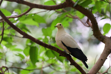 Pied Imperial Pigeon (Ducula bicolor) perched on branch with blurred green background in Hong