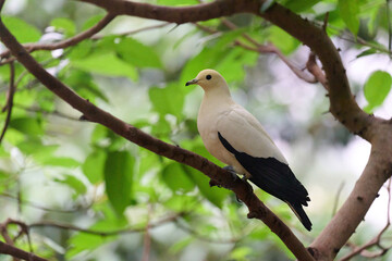 Pied Imperial Pigeon (Ducula bicolor) perched on branch with blurred green background in Hong Kong.