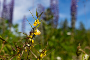 Common cow-wheat (Melampyrum pratense) with delicate yellow flowers on dry grassland –...