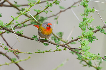 Green-winged Pytilia (Pytilia melba) perched on an acacia branch surrounded by fresh green thorns, Amboseli National Park, Kenya.