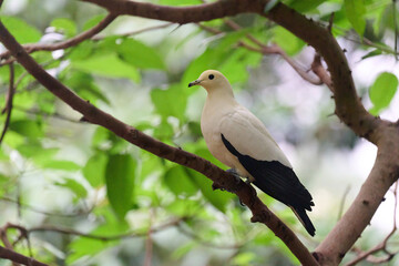 Pied Imperial Pigeon (Ducula bicolor) perched on branch with blurred green background in Hong Kong.