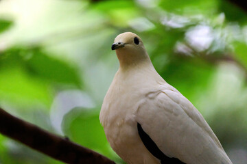 Pied Imperial Pigeon (Ducula bicolor) perched on branch with blurred green background in Hong Kong.