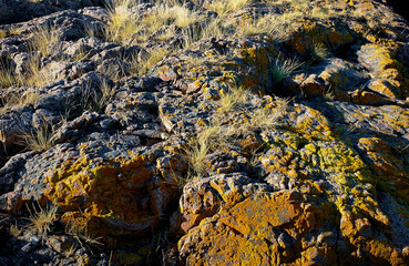 Tundra landscape. Stone covered with orange lichen