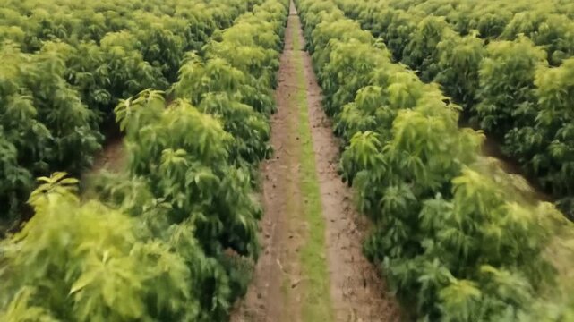 Aerial View of Lush Green Mango Plantation Agriculture