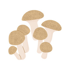 Honey mushroom. Vector on transparent background