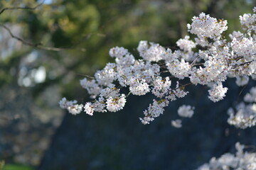Cherry blossom branch against a soft focus background, captures the delicate beauty of spring. The light creates a dreamy, ethereal feeling