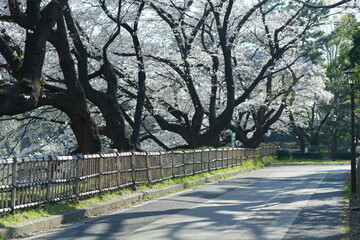 A tranquil street with blooming cherry blossom trees lining the road. The trees are full of delicate pink flowers, creating a beautiful scene
