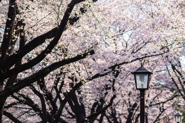 Sakura in full bloom. The pink blossoms cascade from the branches of the trees, creating a stunning visual display