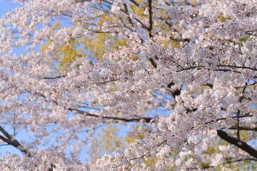 Cherry blossoms in full bloom, a breathtaking sight against a blue sky, a symbol of spring's arrival and renewal