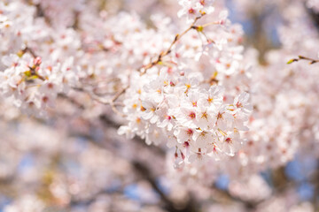 Blossoming cherry blossoms in spring, showcasing delicate petals with a blurred background, invoking a sense of freshness and serenity