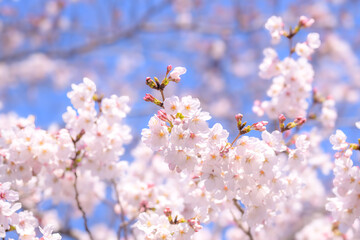 Delicate cherry blossom flowers, bathed in sunlight against a clear blue sky. The image captures the beauty and freshness of spring 