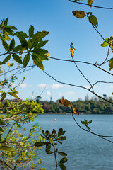 orakei views 