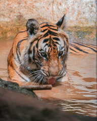 tiger in water