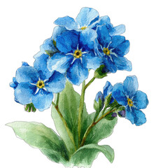 Fototapeta premium Vibrant blue forget-me-nots with green leaves