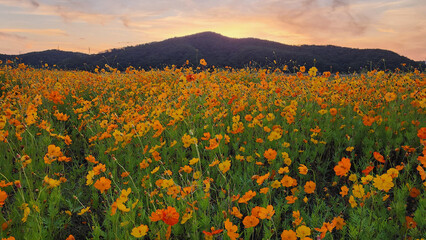 sunset in the field