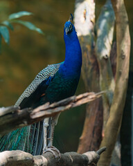 Fototapeta premium portrait of a peacock