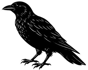 raven on white background