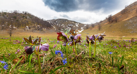 Beautiful spring flowers in the Carpathian Mountains, Europe