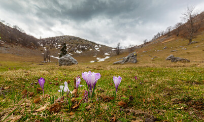 Beautiful spring flowers in the Carpathian Mountains, Europe