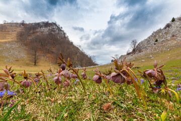 Beautiful spring flowers in the Carpathian Mountains, Europe