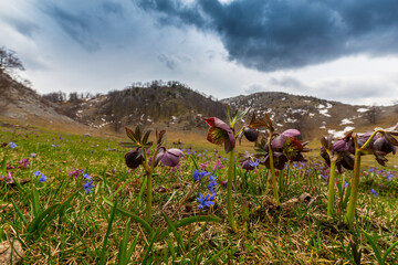 Beautiful spring flowers in the Carpathian Mountains, Europe