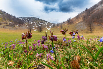 Beautiful spring flowers in the Carpathian Mountains, Europe