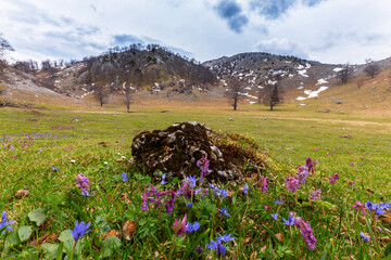 Beautiful spring flowers in the Carpathian Mountains, Europe