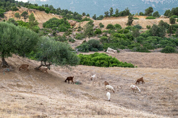 Paysage rural dans le nord-est de la Tunisie