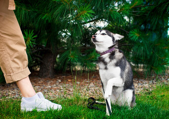Alaskan Klee Kai dog sits at the feet of the owner on the background of a tree. The dog raised its...