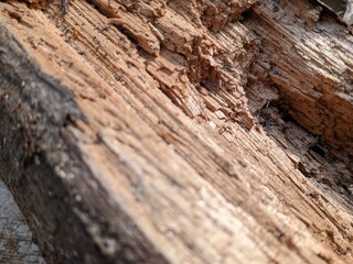 tree bark texture