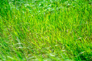 Bright green grass as a summer background.