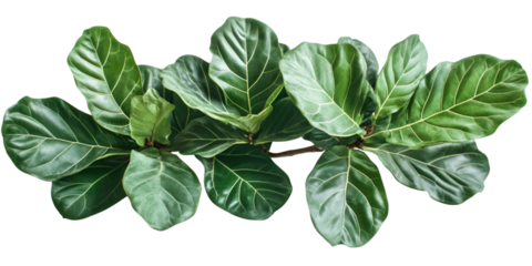Fiddle leaf fig tree isolated indoor plant greenery decor transparent background