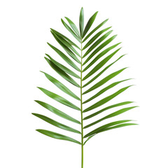 Detailed palm frond, vibrant green