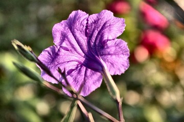 Purple Mexican Petunia (Ruellia simplex) Blooming in Warm Morning Light with Soft Background