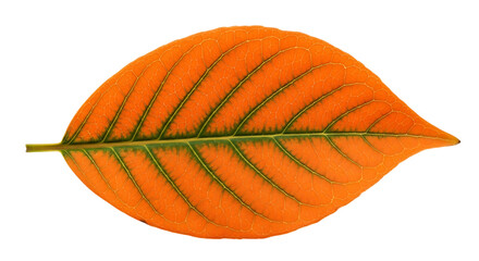 Close up of an orange leaf isolated on transparent background in studio