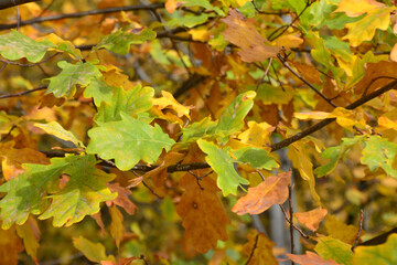 Close-up of yellow and green Oak Leaves in Autumn wallpaper