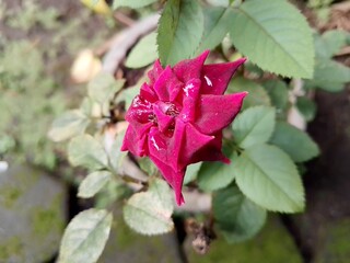 red flowers with green leaves
