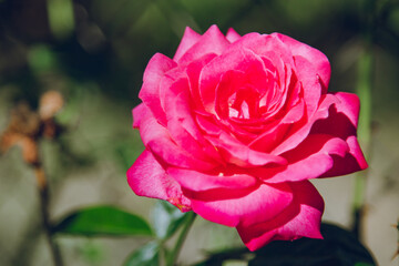 pink rose seen up close in the garden