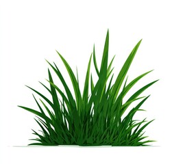 Lush green grass tuft against white background
