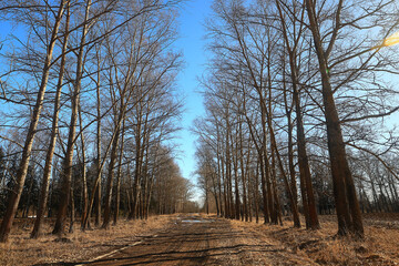 early spring or late autumn nature view trees without leaves, landscape nature park