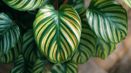 Close up of tropical leaves growing on a calathea plant - Powered by Adobe